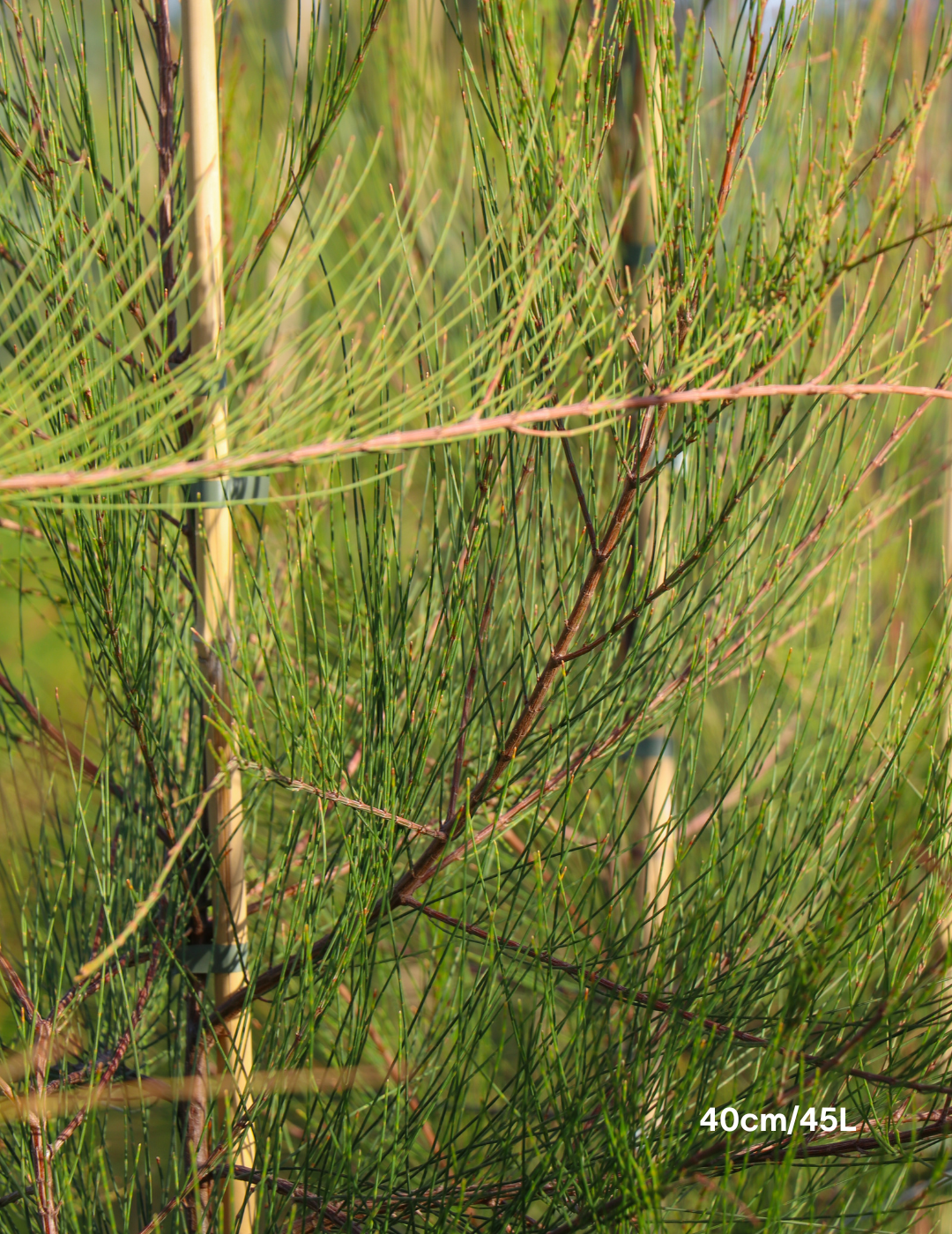 Allocasuarina littoralis - Black She Oak - Evergreen Trees Direct