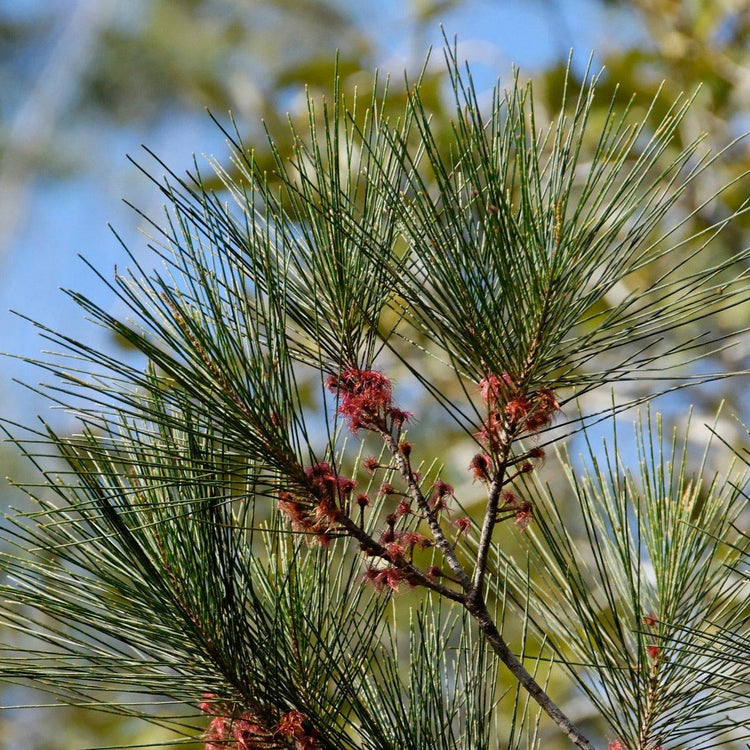 Allocasuarina littoralis - Black She Oak