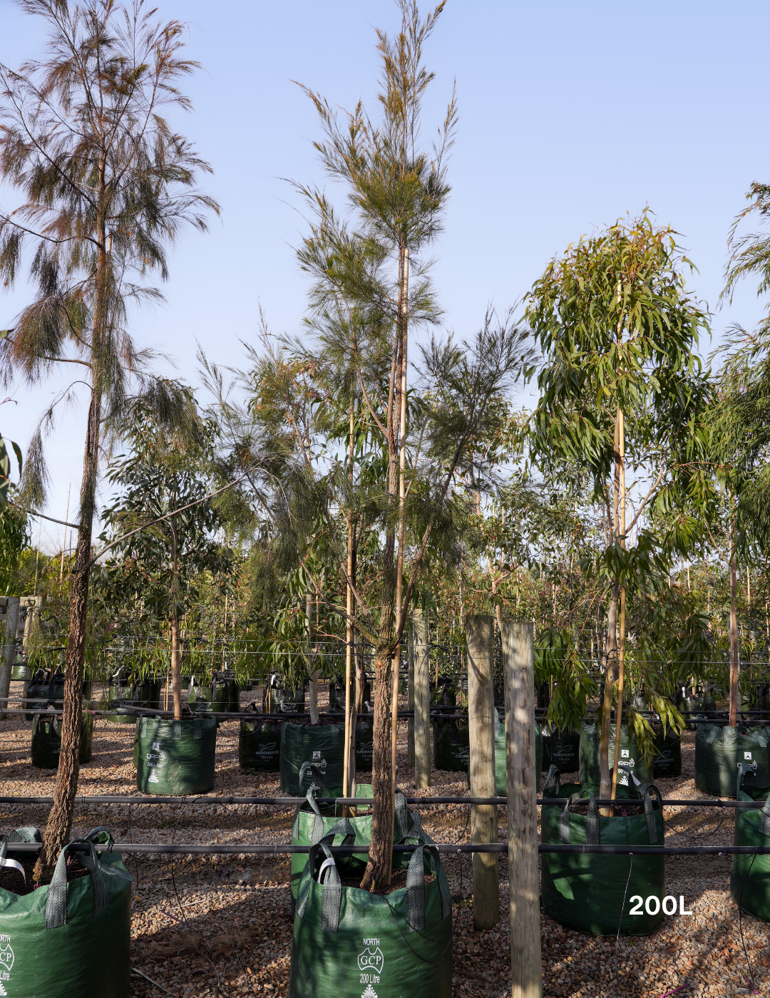 Allocasuarina torulosa - River She Oak - Evergreen Trees Direct