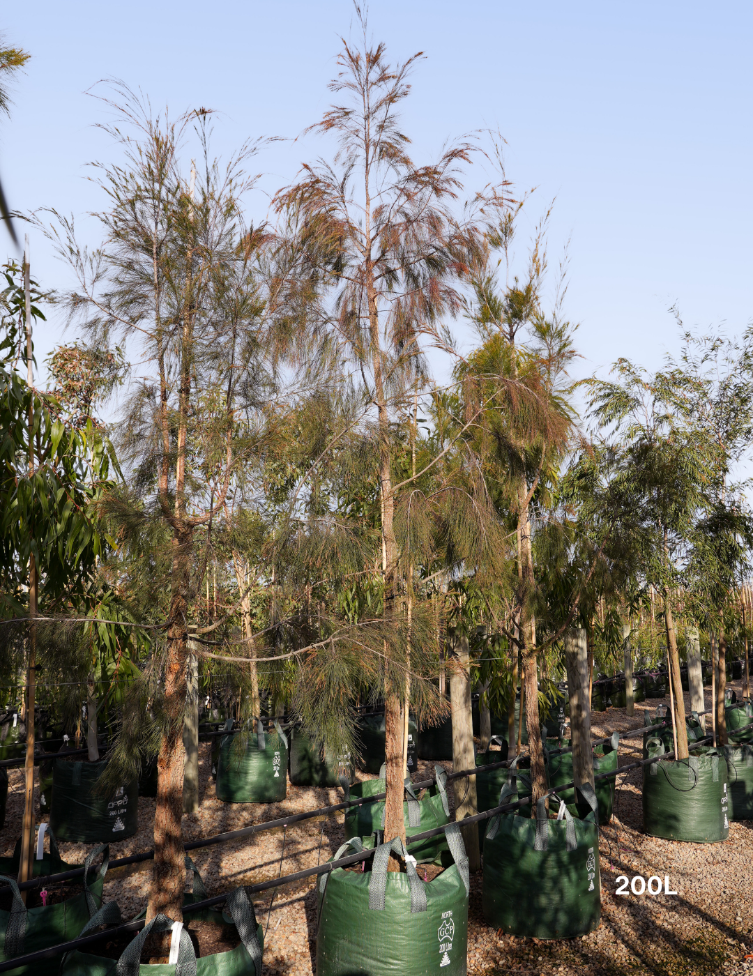 Allocasuarina torulosa - River She Oak - Evergreen Trees Direct