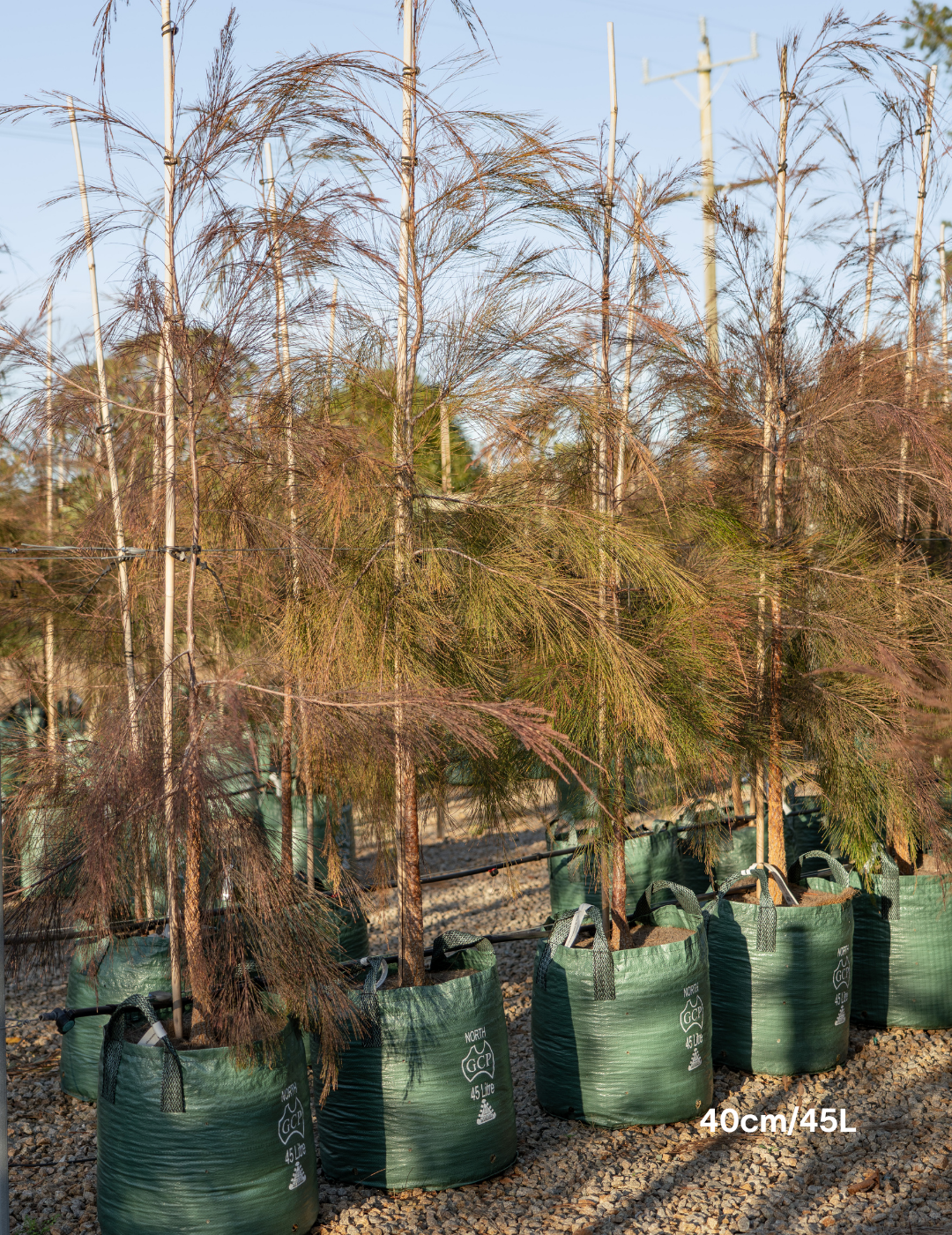 Allocasuarina torulosa - River She Oak - Evergreen Trees Direct