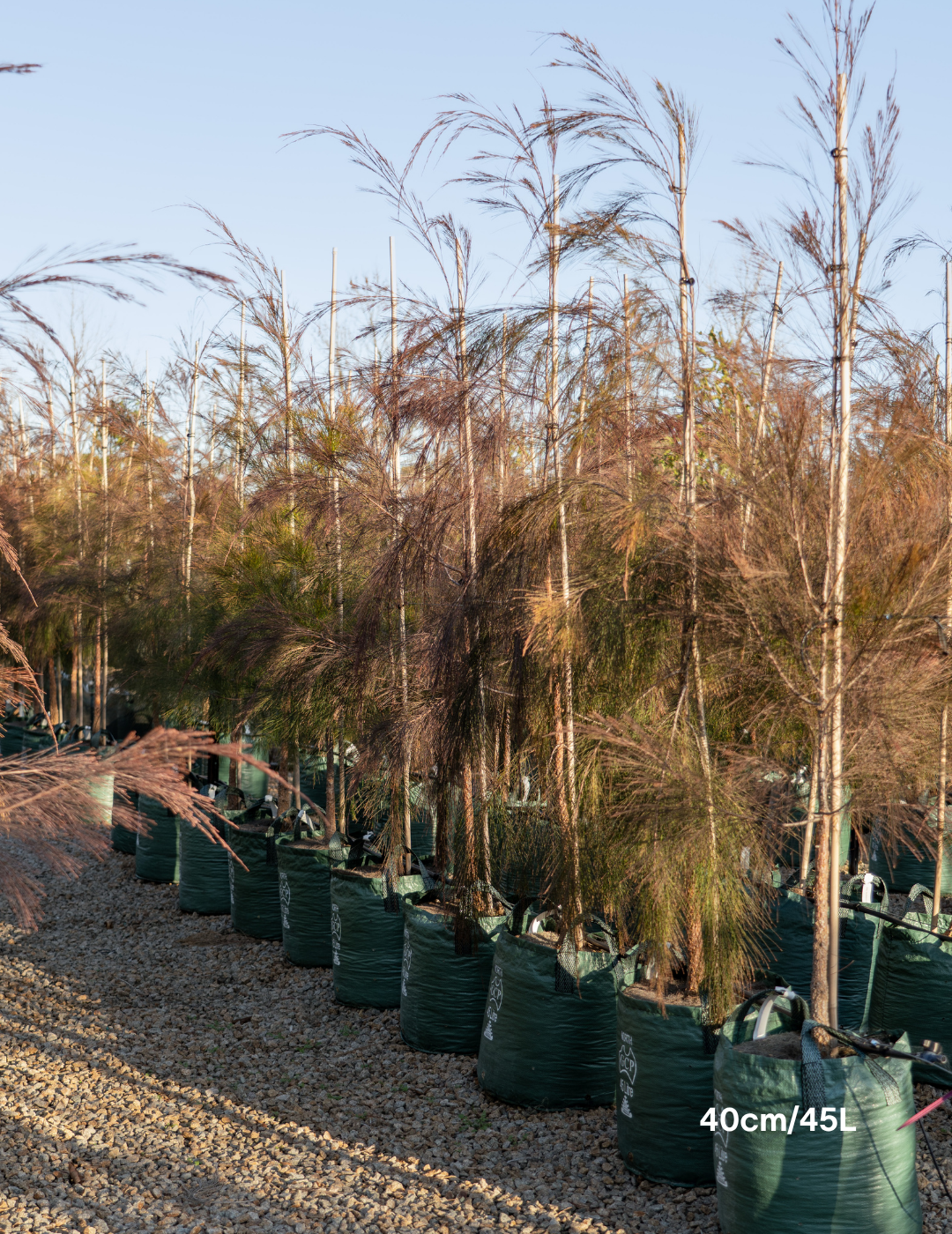 Allocasuarina torulosa - River She Oak - Evergreen Trees Direct