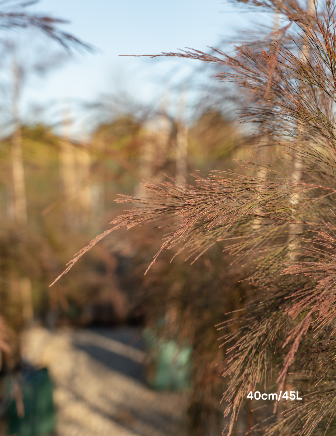 Allocasuarina torulosa - River She Oak - Evergreen Trees Direct