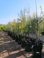 Allocasuarina verticillata - Drooping She Oak - Evergreen Trees Direct