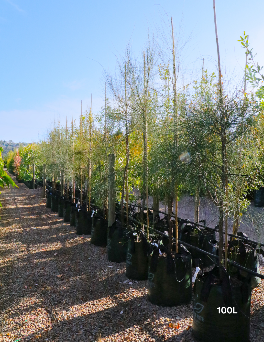 Allocasuarina verticillata - Drooping She Oak - Evergreen Trees Direct
