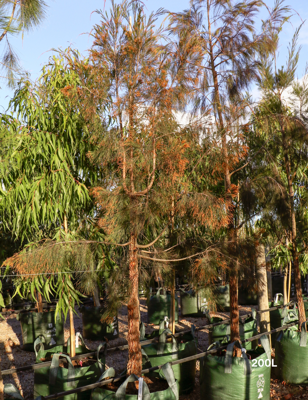 Allocasuarina torulosa - River She Oak - Evergreen Trees Direct