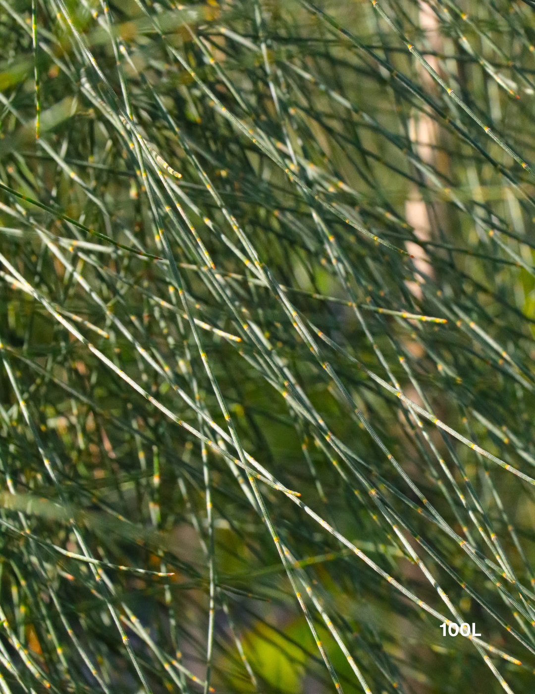 Allocasuarina verticillata - Drooping She Oak - Evergreen Trees Direct