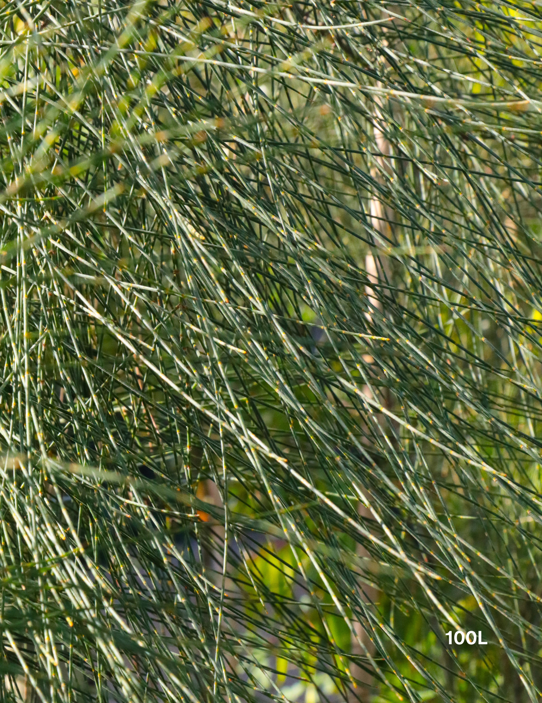 Allocasuarina verticillata - Drooping She Oak - Evergreen Trees Direct