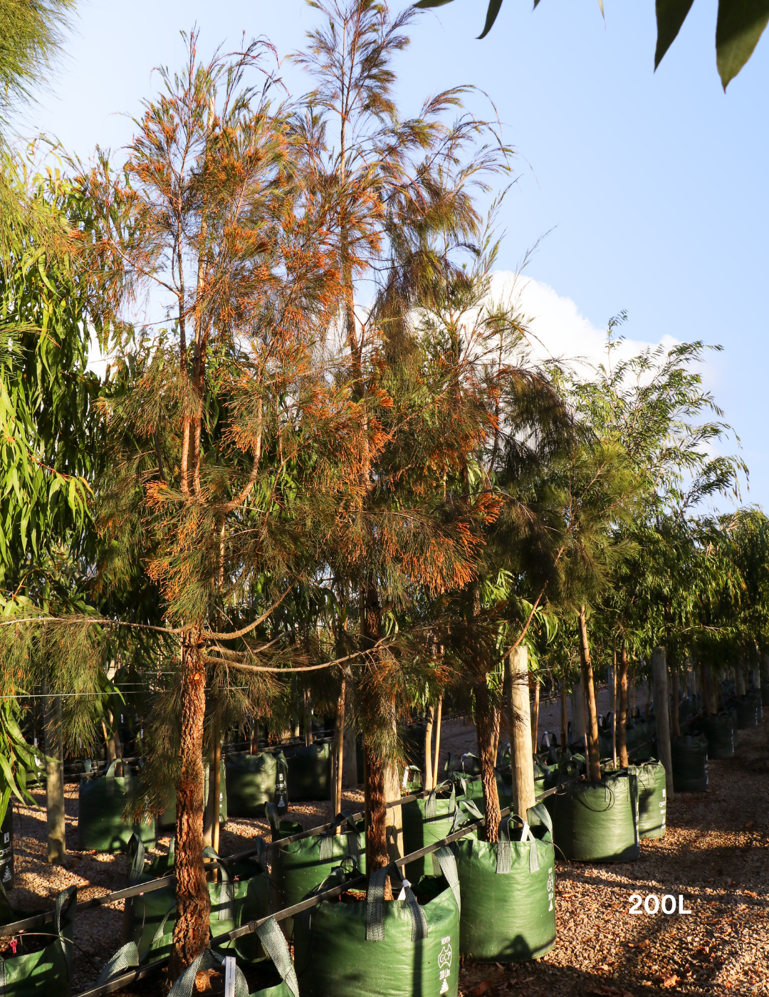 Allocasuarina torulosa - River She Oak - Evergreen Trees Direct