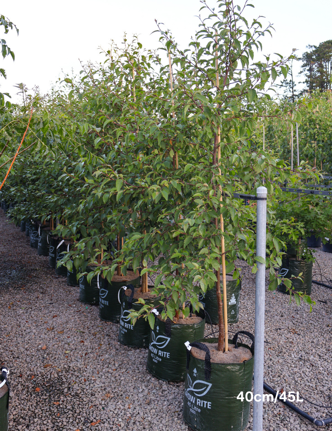 Alnus jorullensis - Evergreen Trees Direct