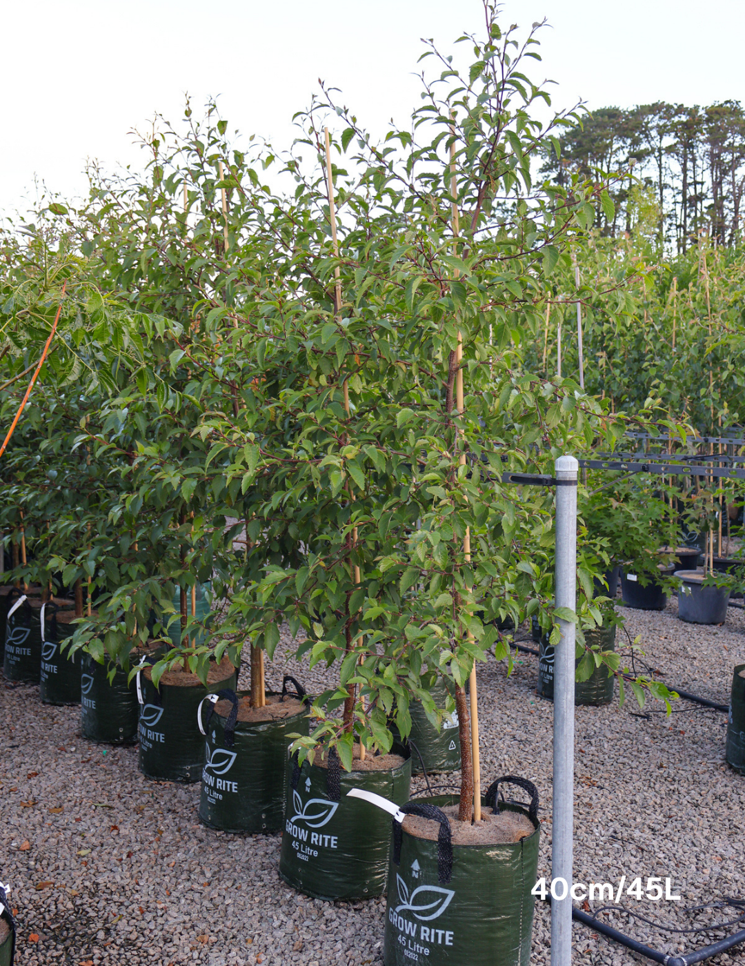 Alnus jorullensis - Evergreen Trees Direct