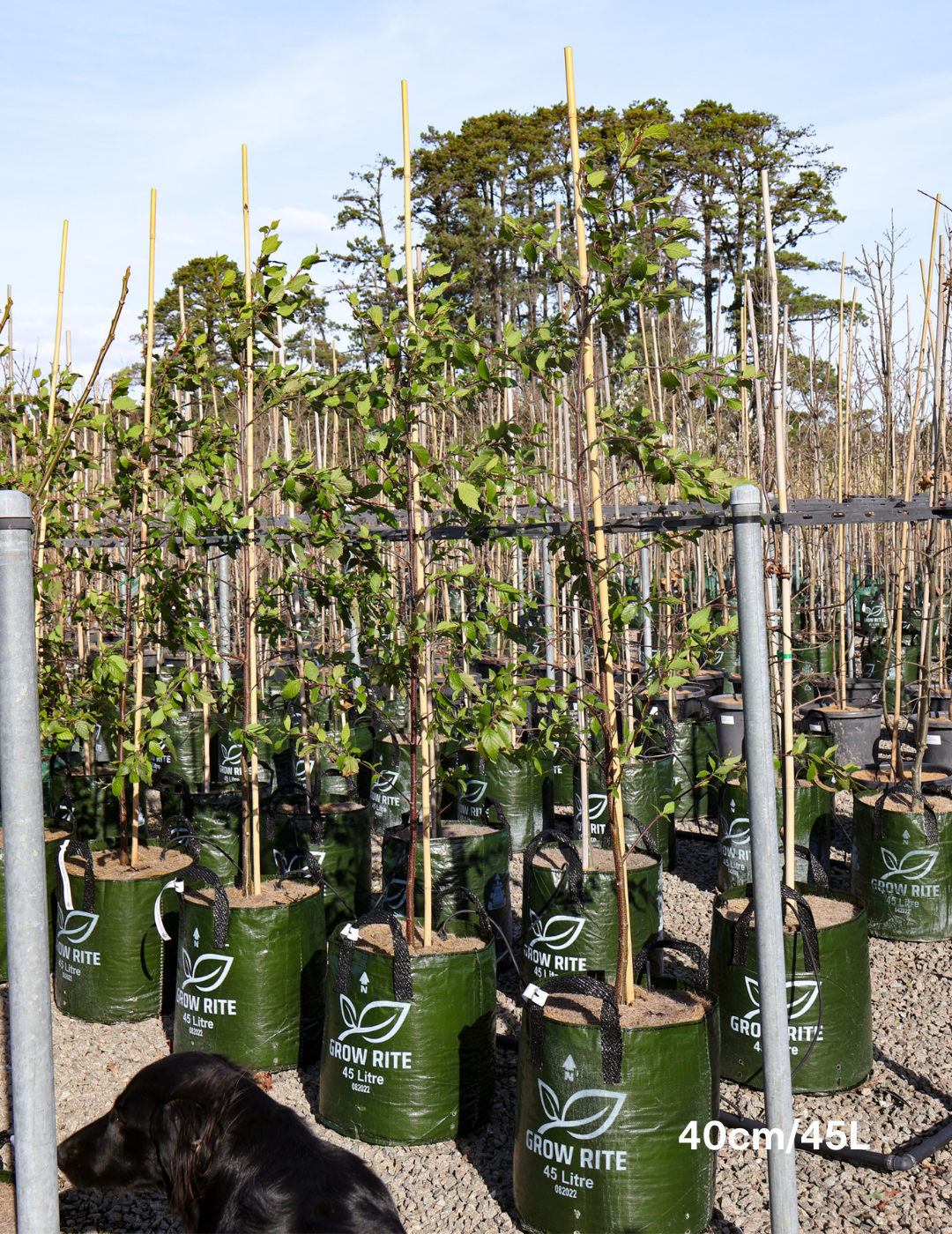 Alnus jorullensis - Evergreen Trees Direct