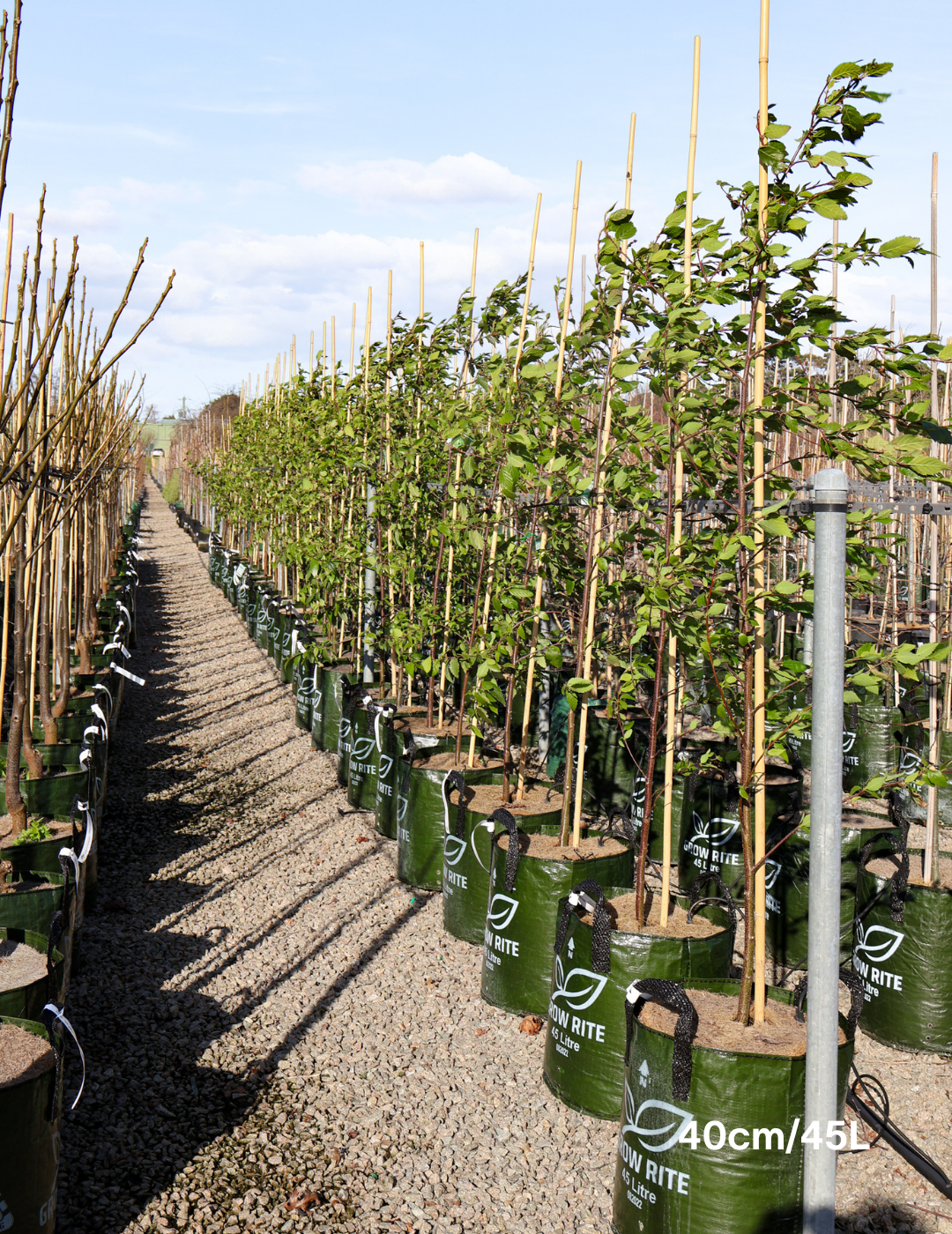 Alnus jorullensis - Evergreen Trees Direct