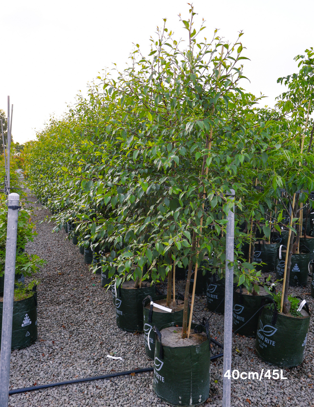 Alnus jorullensis - Evergreen Trees Direct