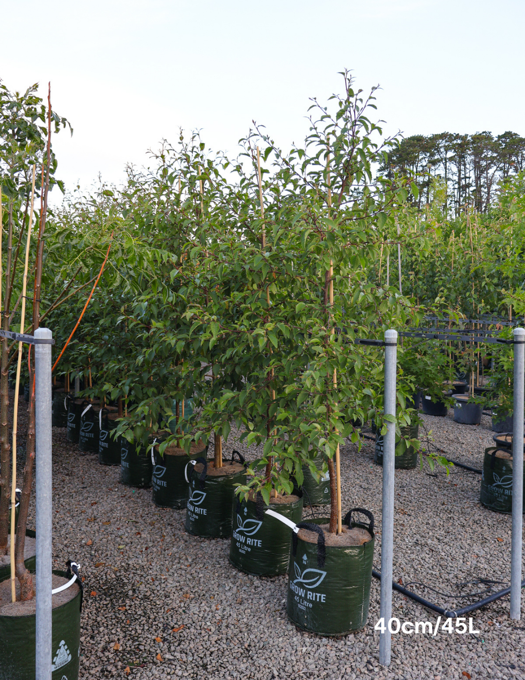 Alnus jorullensis - Evergreen Trees Direct