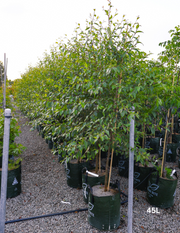 Alnus jorullensis - Evergreen Trees Direct