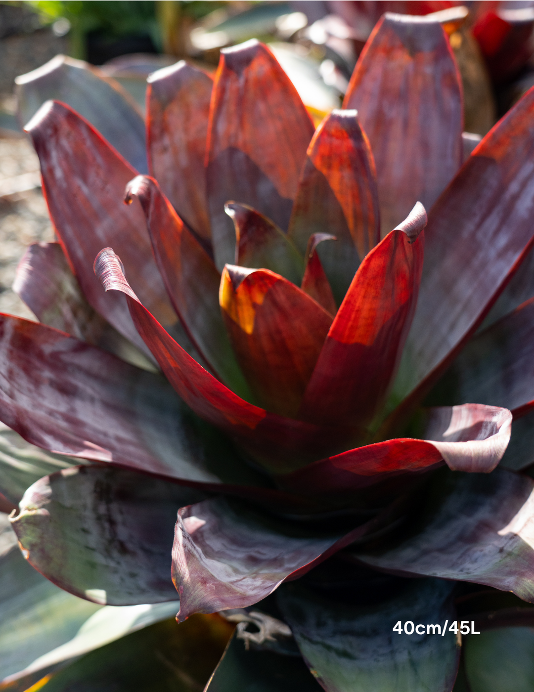Alcantarea imperialis ‘Silver Plum’ – Silver Plum Bromeliad