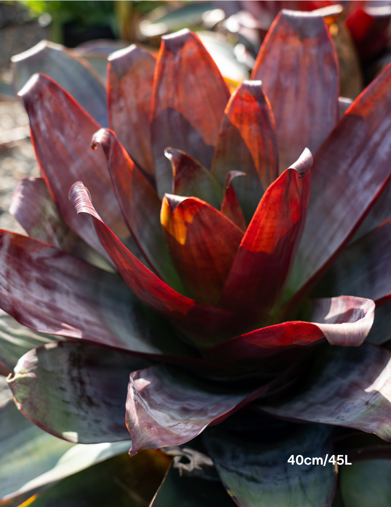 Alcantarea imperialis ‘Silver Plum’ – Silver Plum Bromeliad