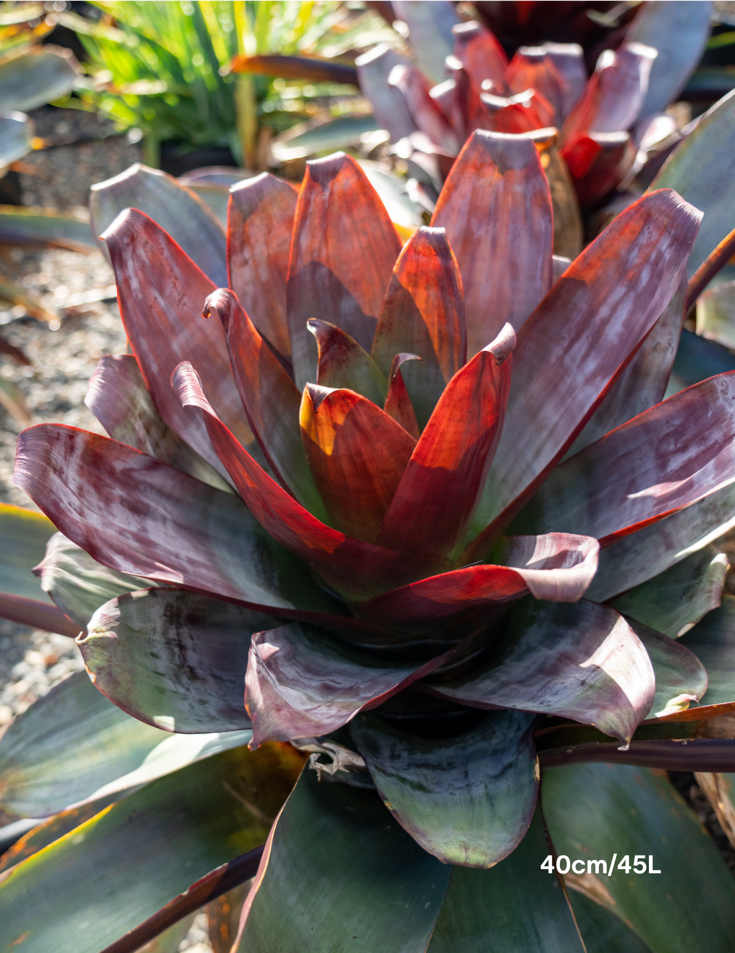 Alcantarea imperialis ‘Silver Plum’ – Silver Plum Bromeliad