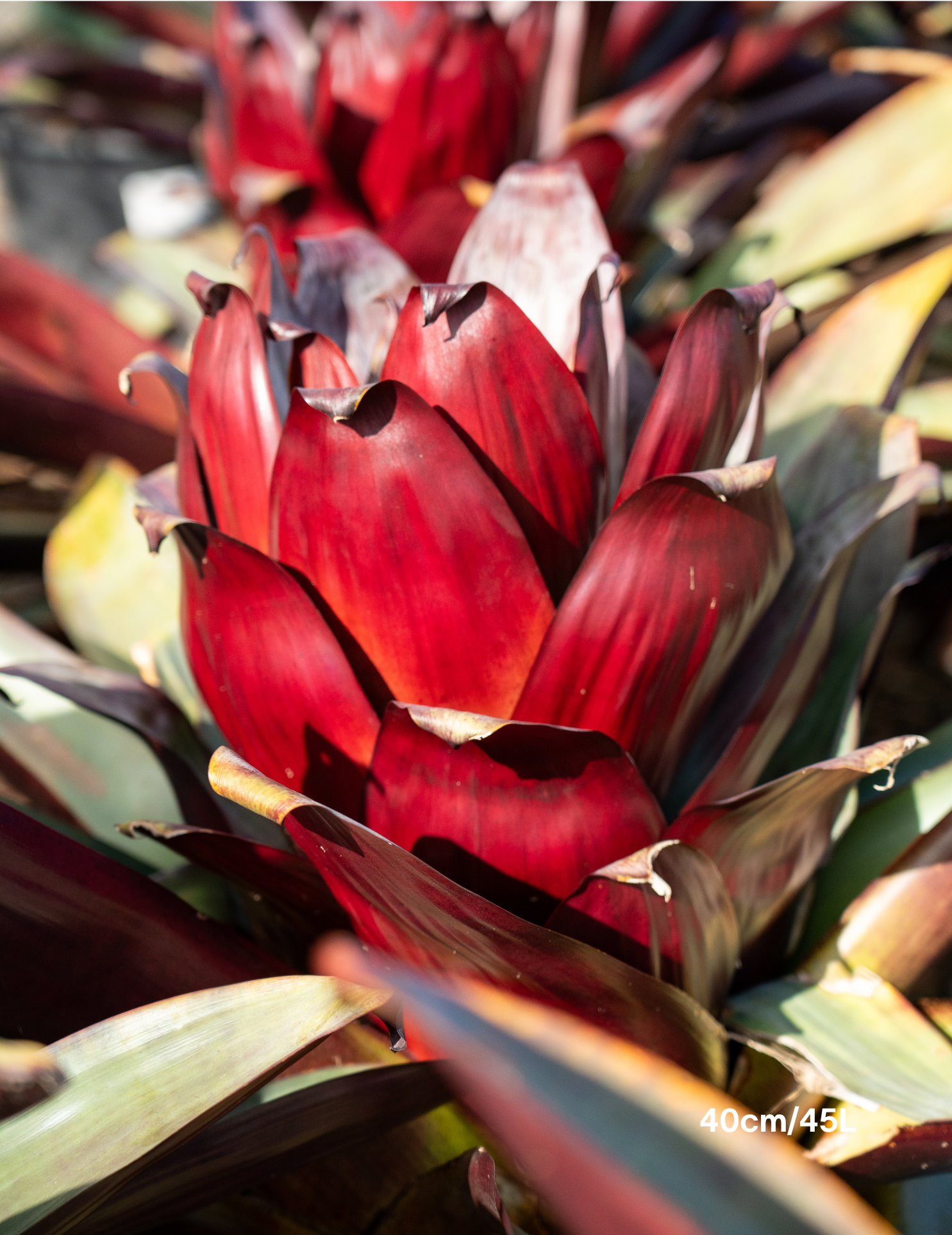 Alcantarea imperialis ‘Silver Plum’ – Silver Plum Bromeliad