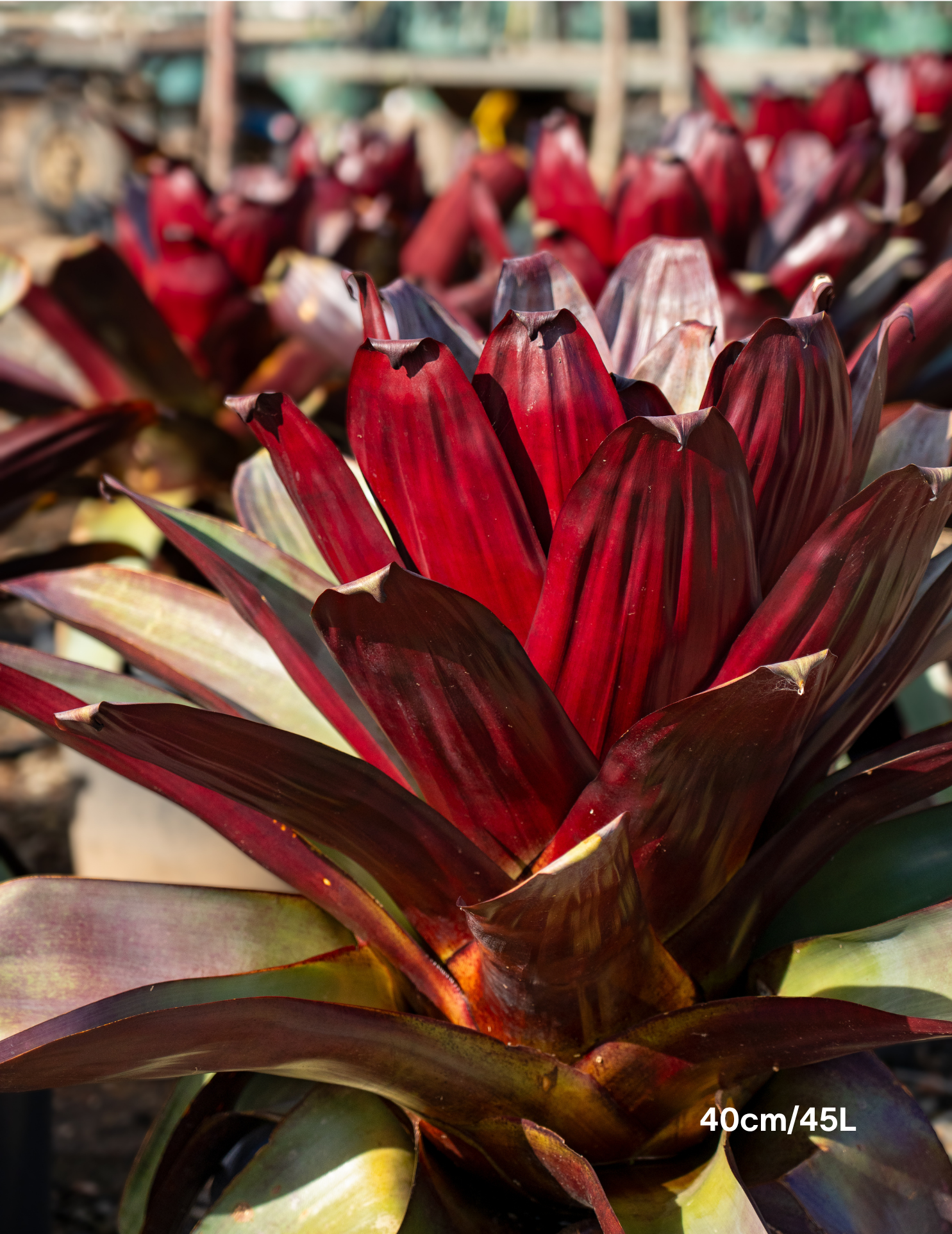Alcantarea imperialis ‘Silver Plum’ – Silver Plum Bromeliad