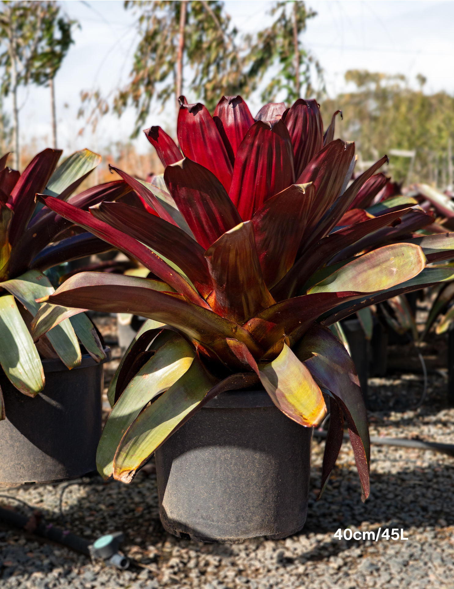 Alcantarea imperialis ‘Silver Plum’ – Silver Plum Bromeliad