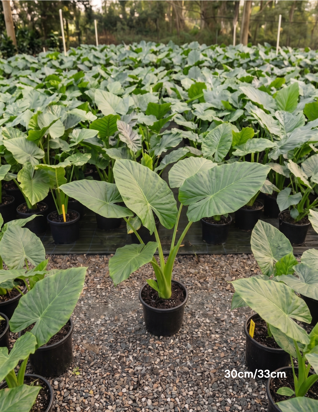 Alocasia macrorrhizos – Giant Elephant Ear