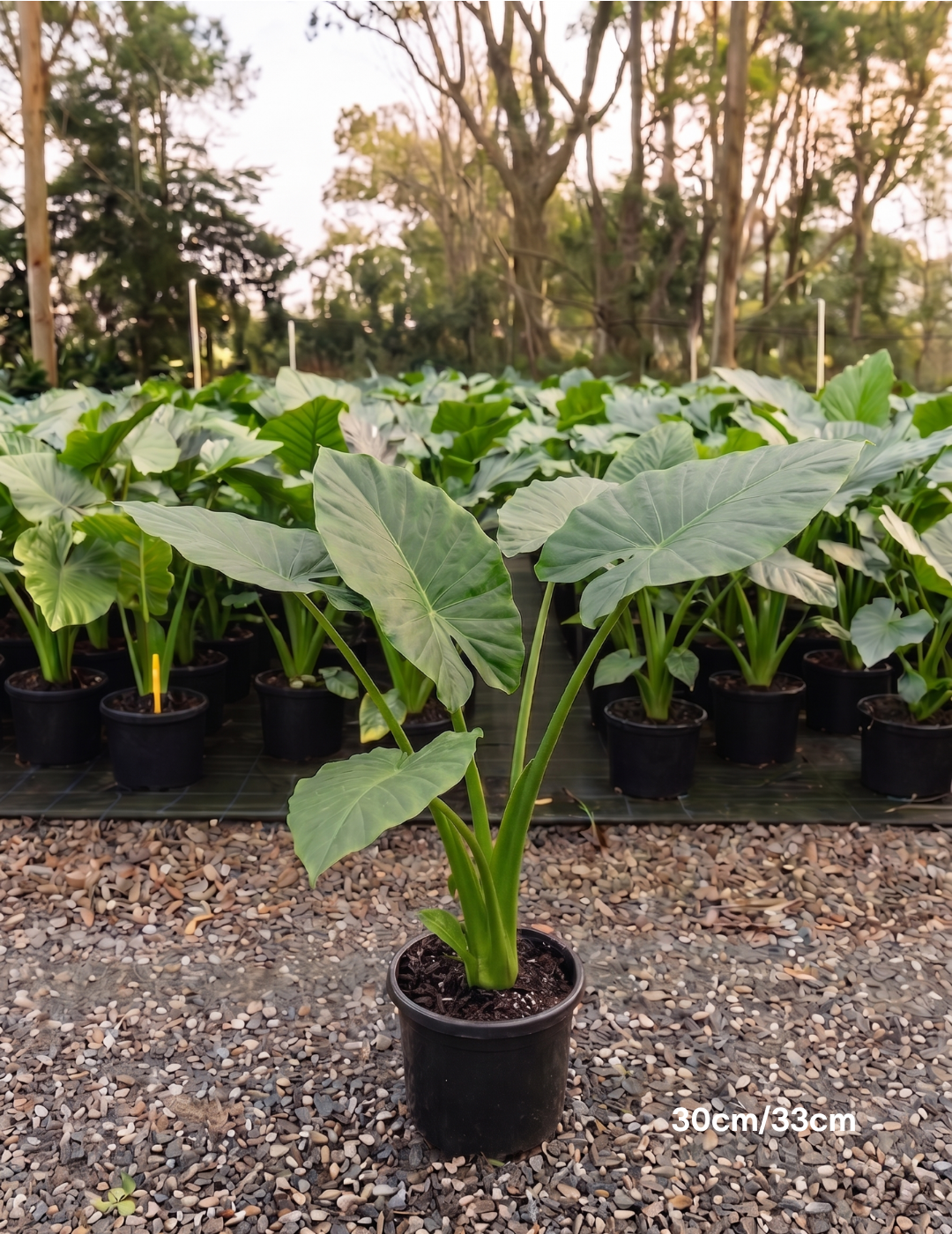 Alocasia macrorrhizos – Giant Elephant Ear