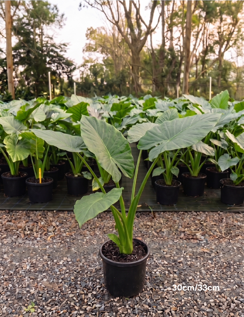 30cm
