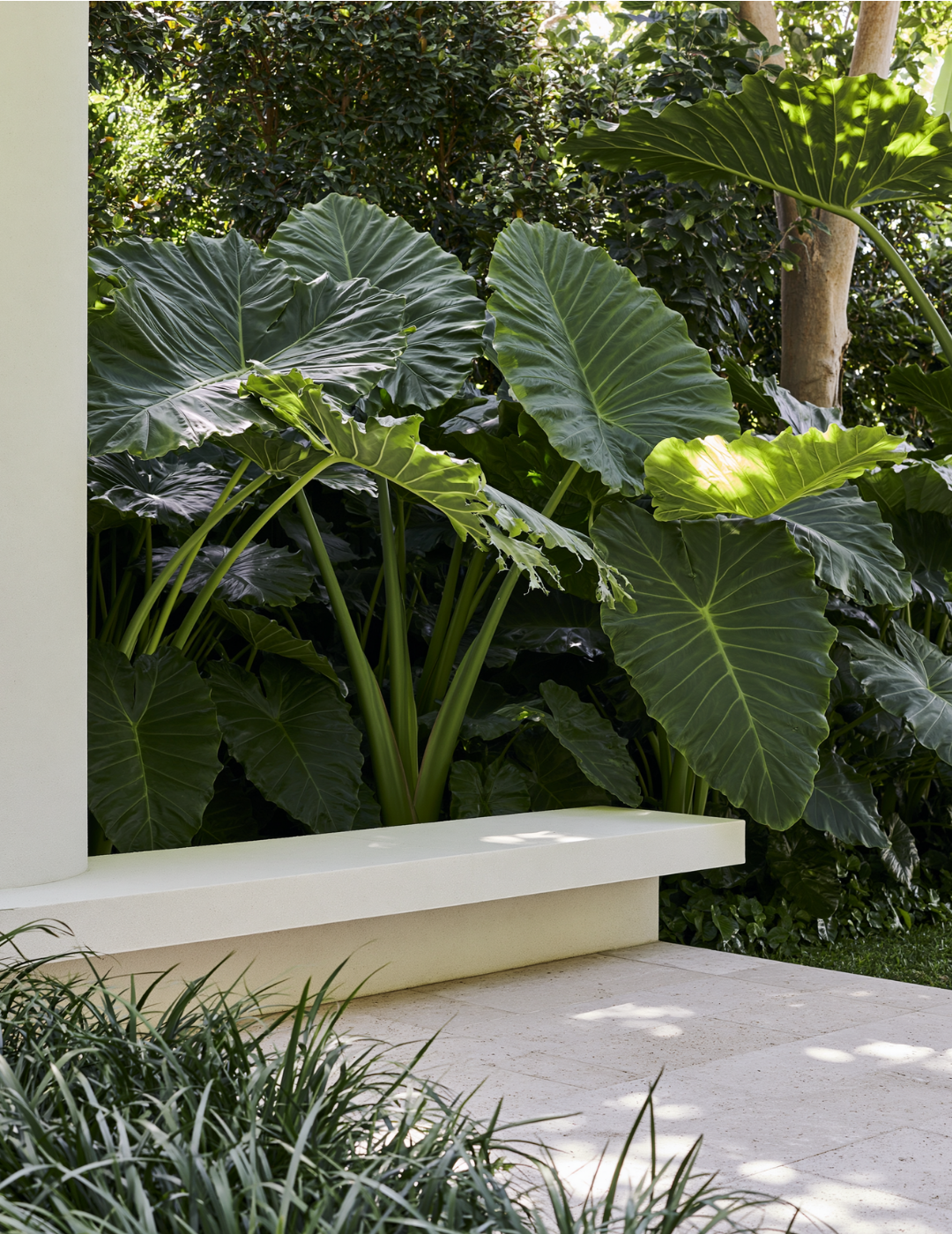 Alocasia macrorrhizos – Giant Elephant Ear