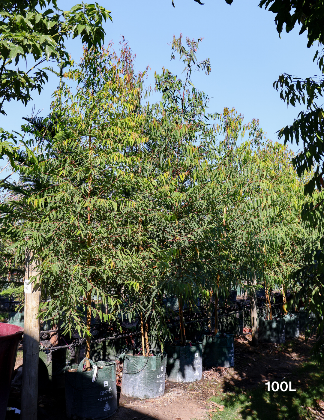 Angophora costata - Sydney Red Gum - Evergreen Trees Direct