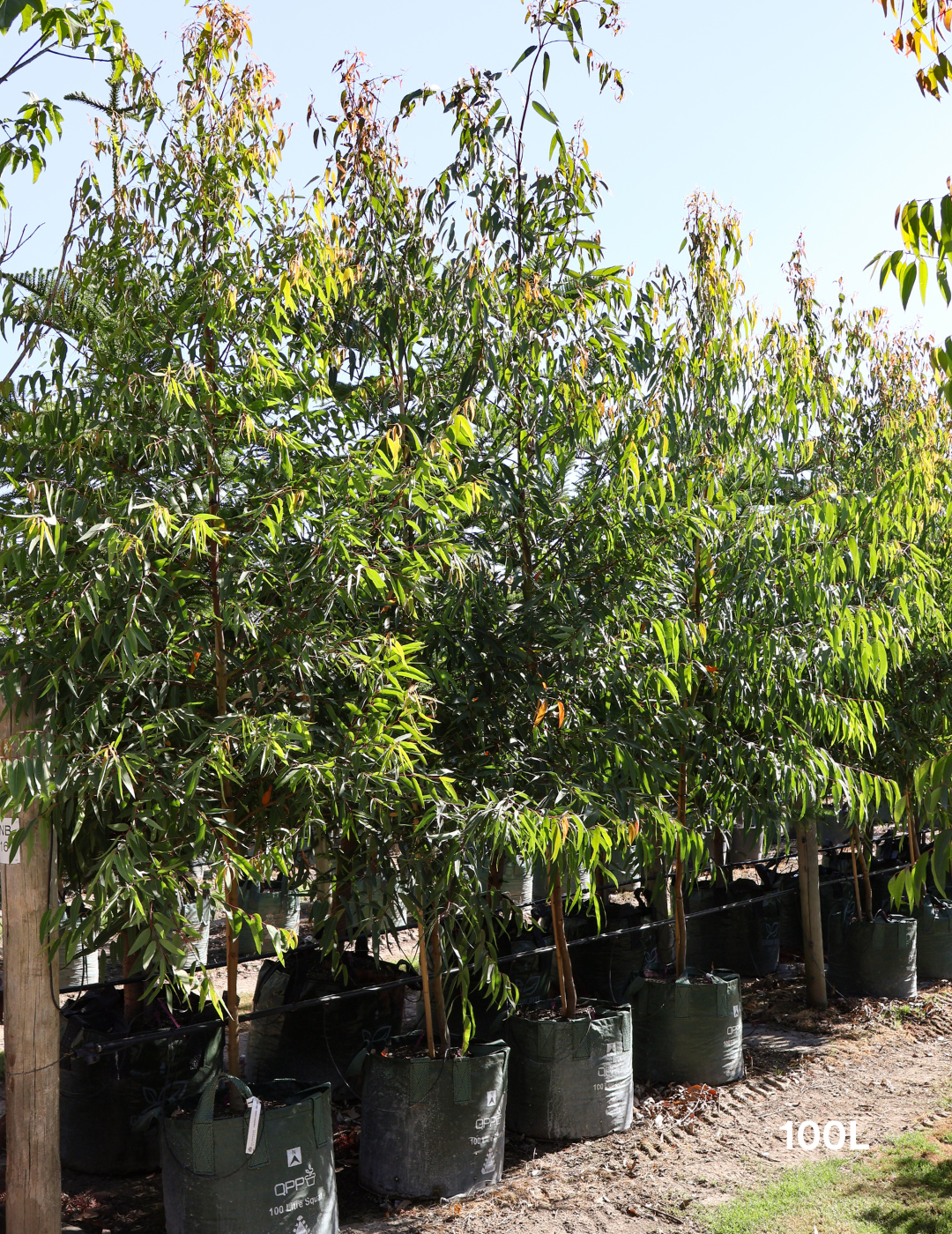 Angophora costata - Sydney Red Gum - Evergreen Trees Direct