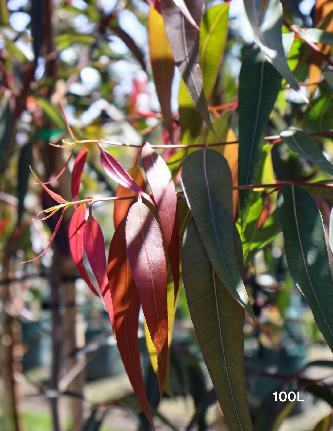 Angophora costata - Sydney Red Gum - Evergreen Trees Direct