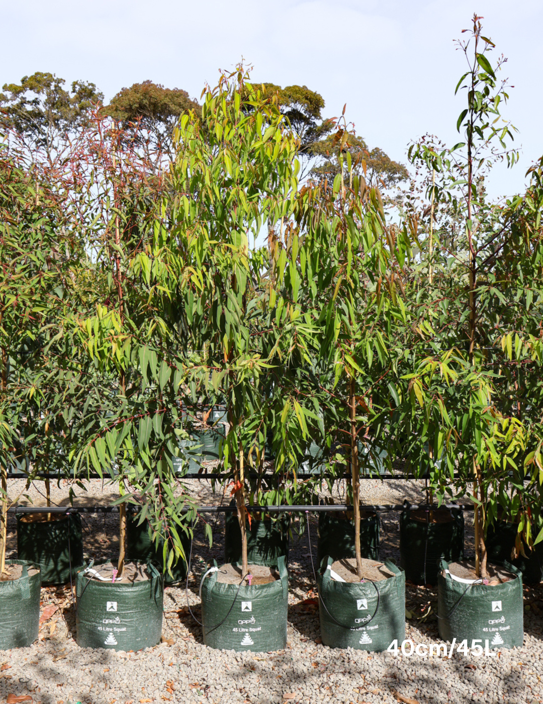 Angophora costata - Sydney Red Gum - Evergreen Trees Direct