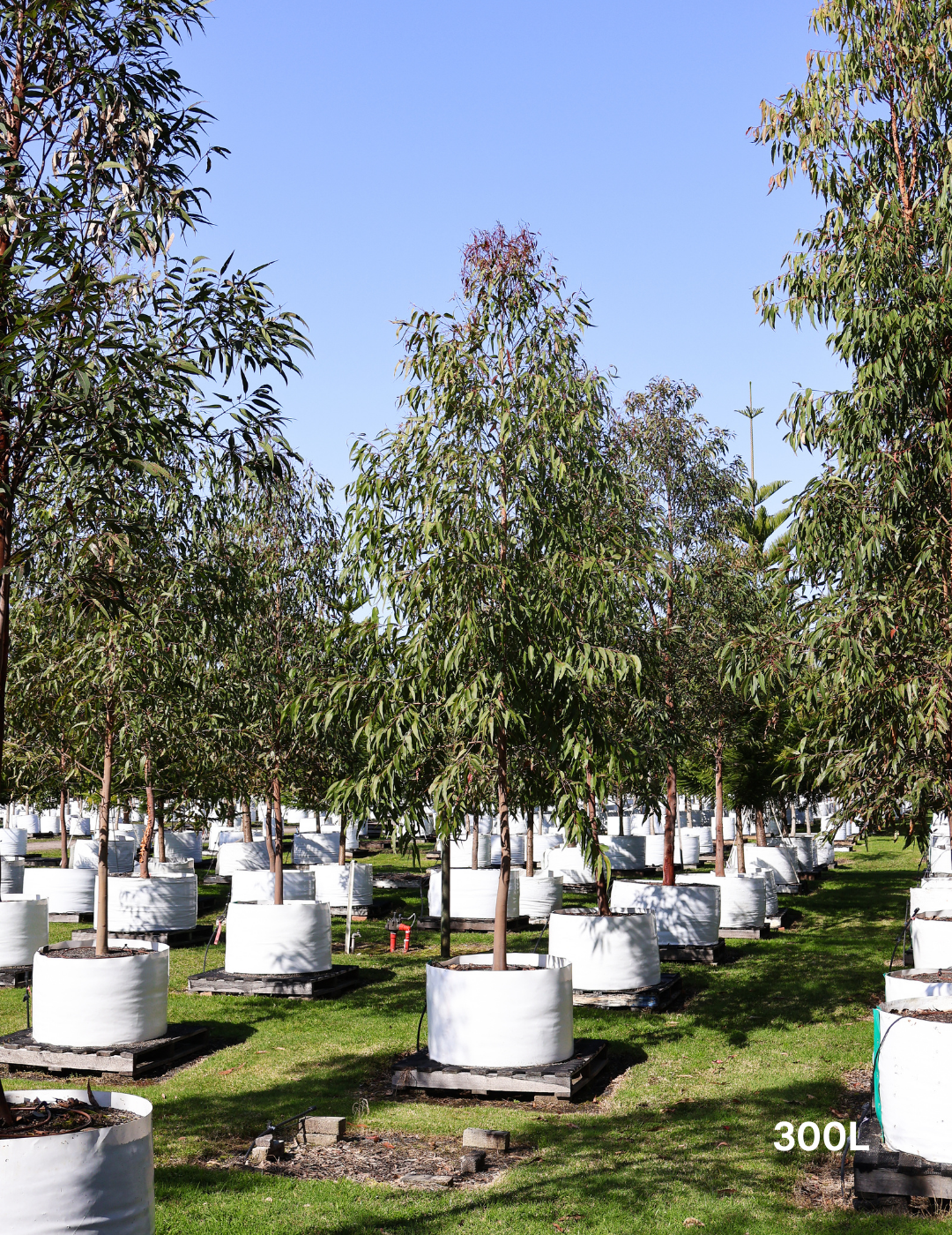 Angophora costata - Sydney Red Gum - Evergreen Trees Direct