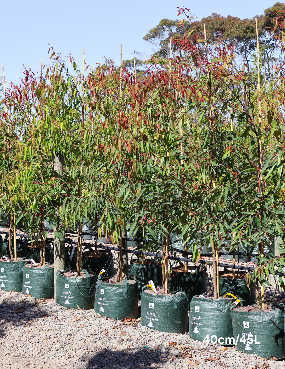 Angophora costata - Sydney Red Gum - Evergreen Trees Direct