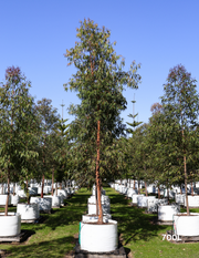 Angophora costata - Sydney Red Gum - Evergreen Trees Direct