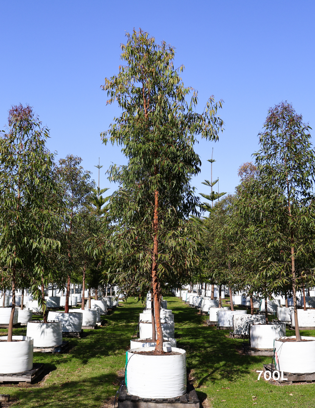 Angophora costata - Sydney Red Gum - Evergreen Trees Direct