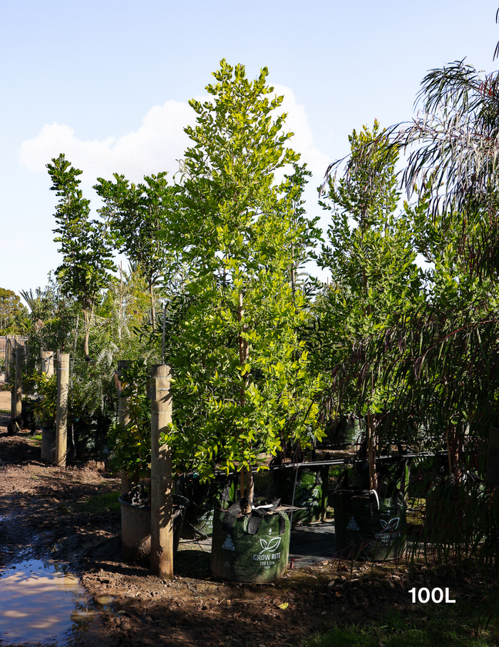 Angophora hispida - Evergreen Trees Direct