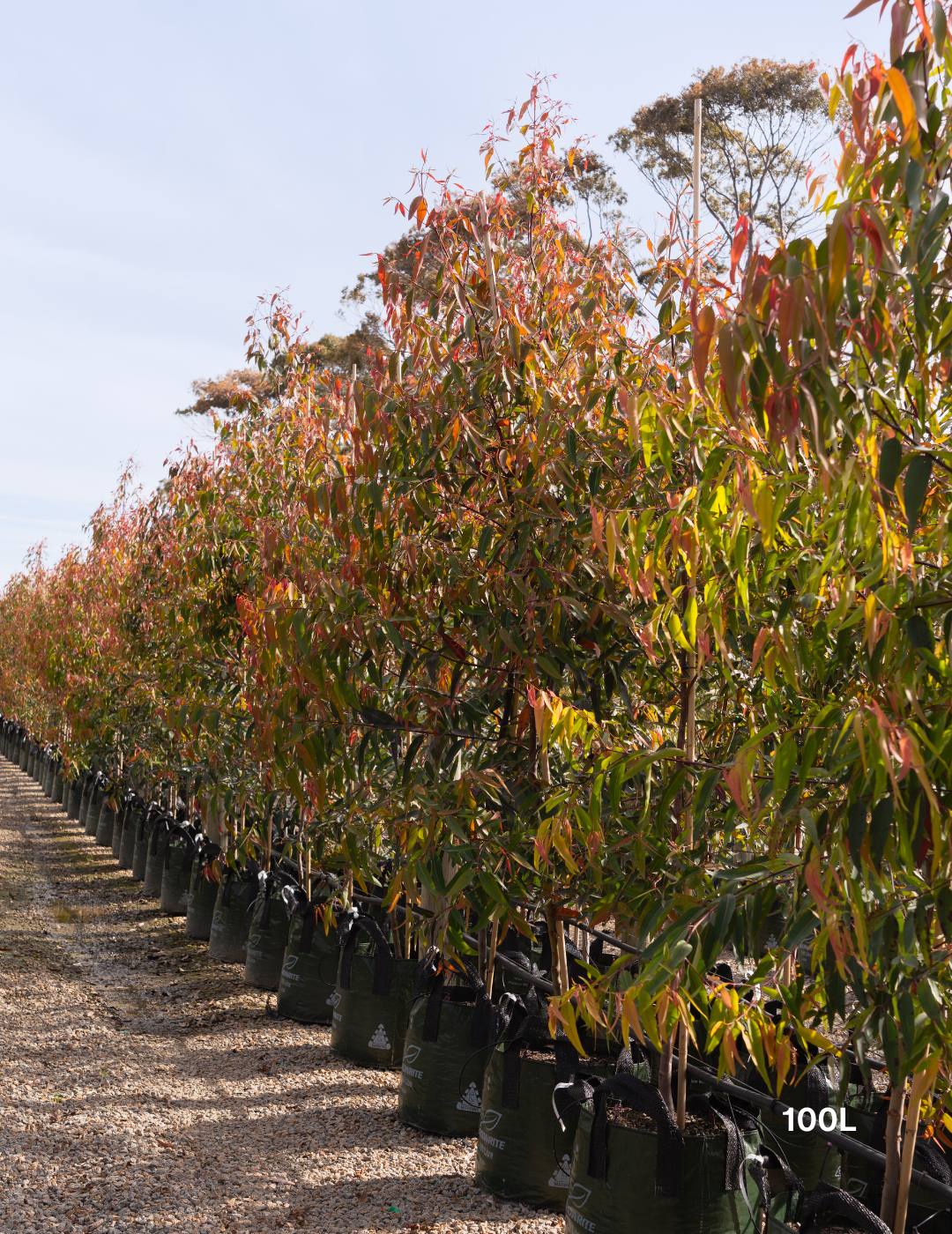 Angophora costata - Sydney Red Gum - Evergreen Trees Direct