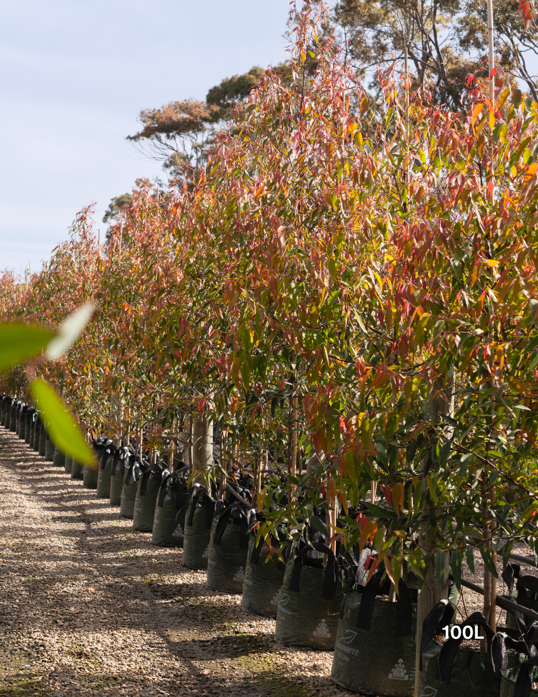 Angophora costata - Sydney Red Gum - Evergreen Trees Direct