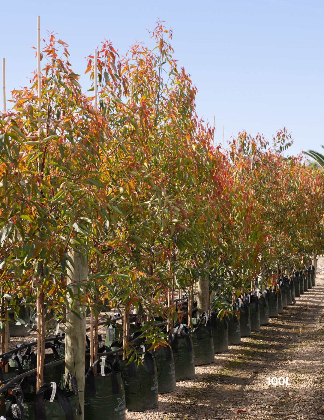 Angophora costata - Sydney Red Gum