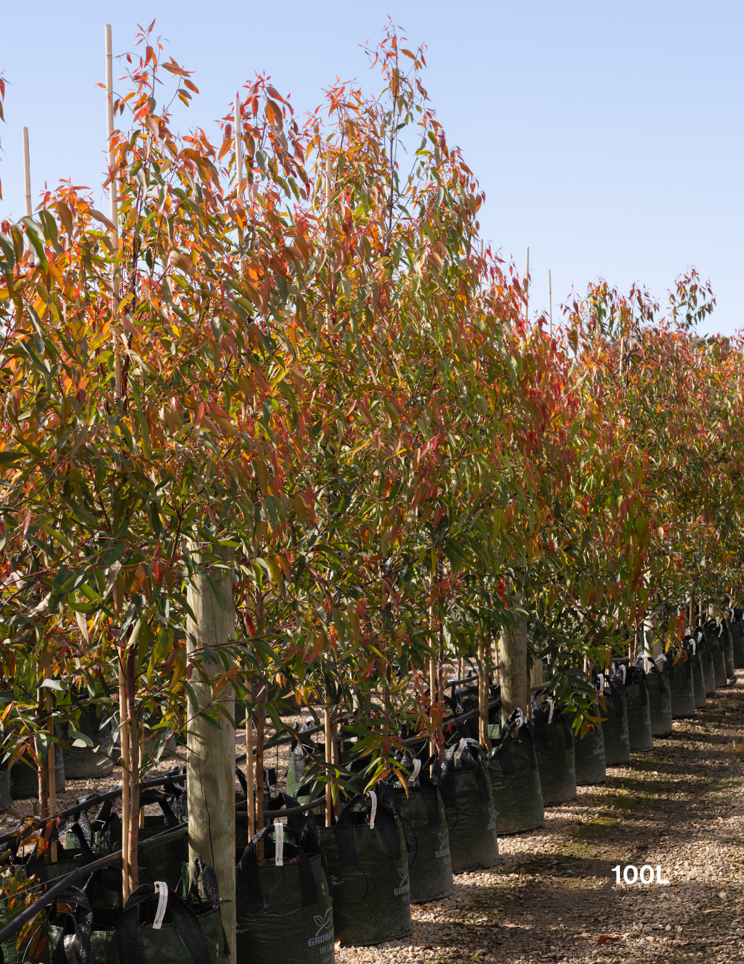 Angophora costata - Sydney Red Gum - Evergreen Trees Direct