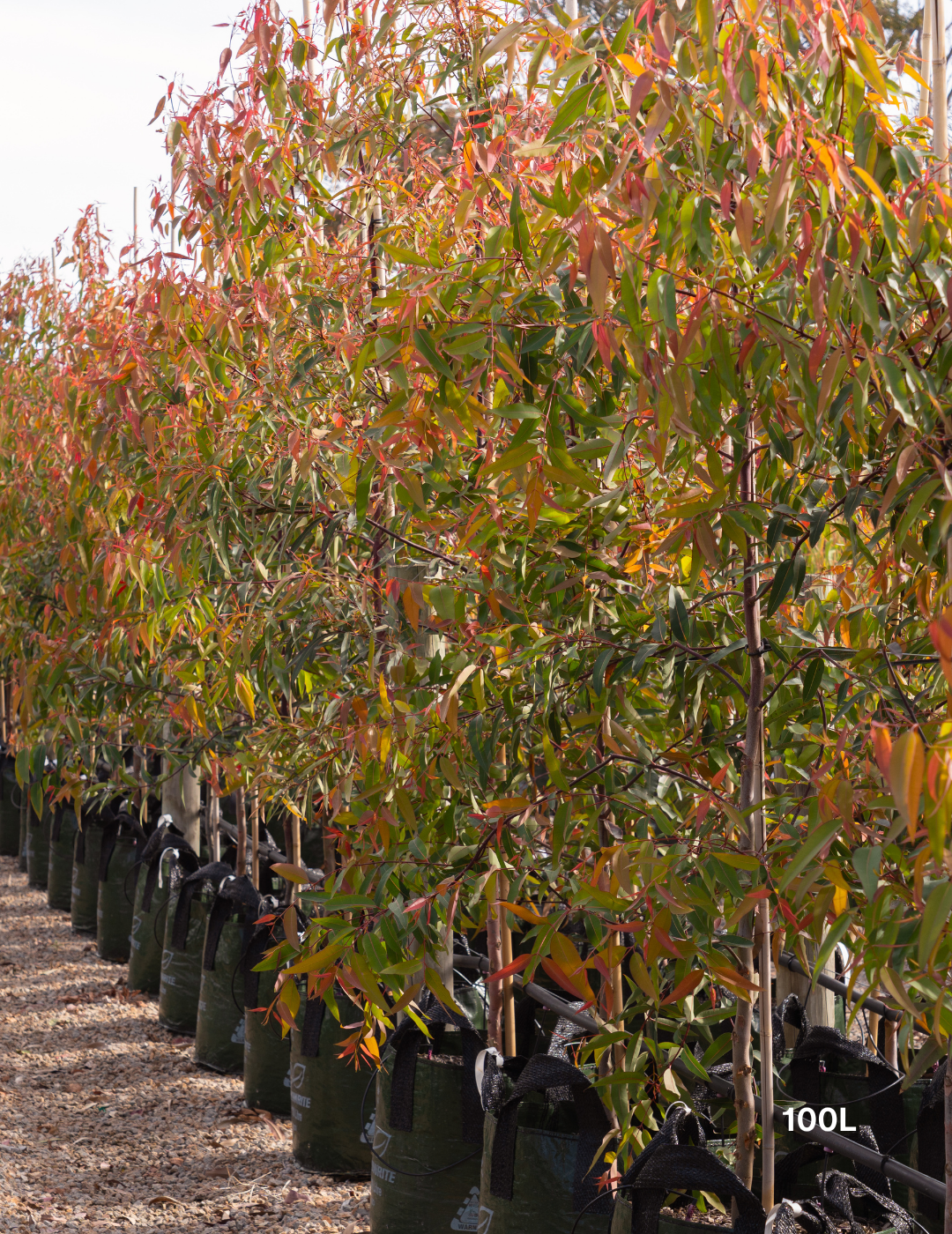 Angophora costata - Sydney Red Gum - Evergreen Trees Direct