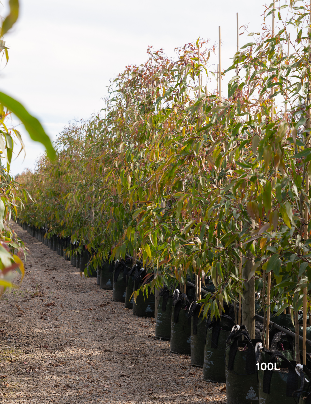 Angophora costata - Sydney Red Gum - Evergreen Trees Direct