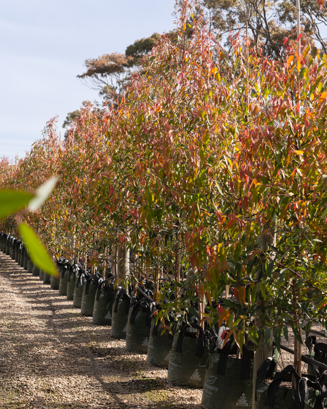 Evergreen Trees Direct