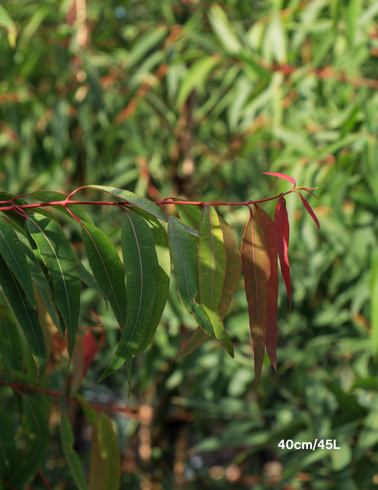 Angophora costata - Sydney Red Gum - Evergreen Trees Direct