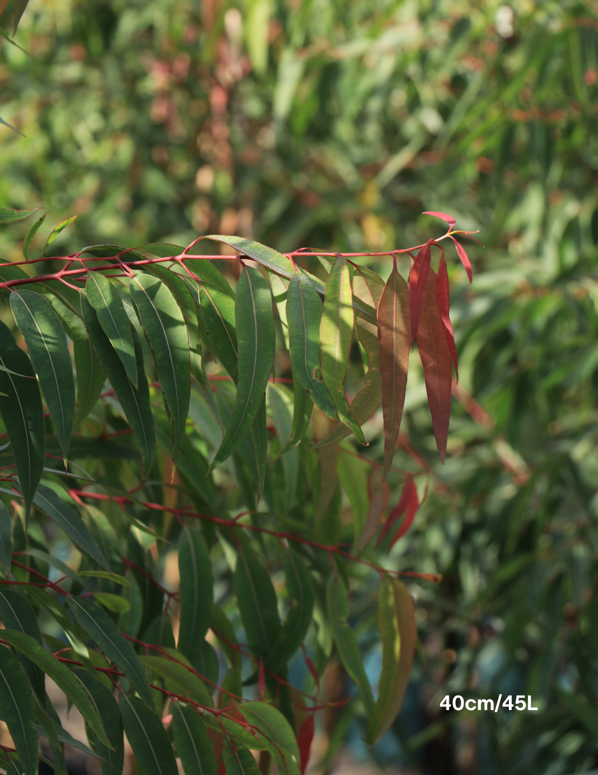 Angophora costata - Sydney Red Gum - Evergreen Trees Direct
