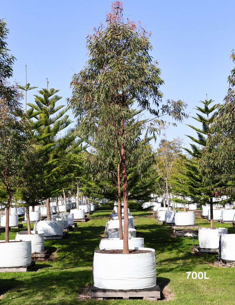 Angophora costata - Sydney Red Gum