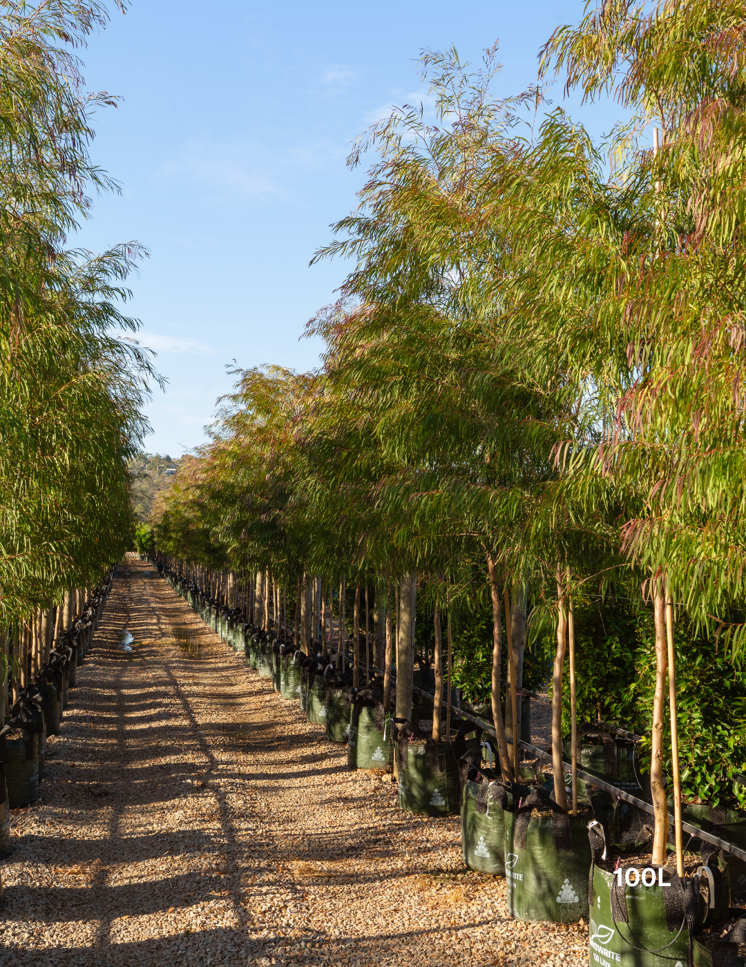 Agonis flexuosa 'Burgundy' - Burgundy Willow Myrtle - Evergreen Trees Direct